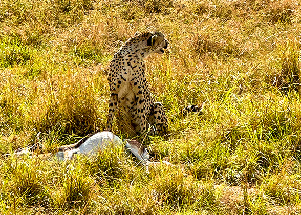 Cheetahs, Serengeti