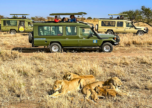 Lion in Serengeti