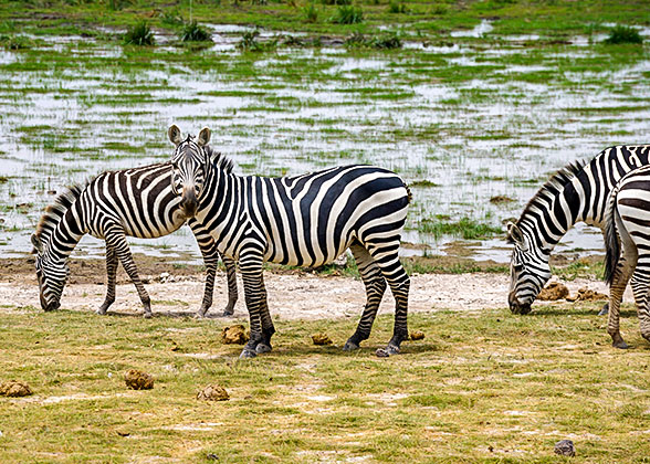 Zebras in the National Park