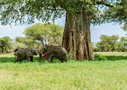 Elephants in Ruaha National Park