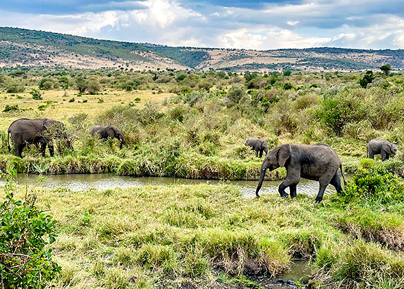 Elephants in Amboseli National Park