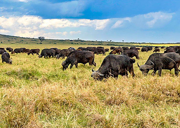 Buffaloes in Ngorongoro Conservation Area