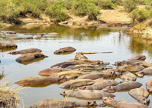Hippos in Lake Manyara National Park