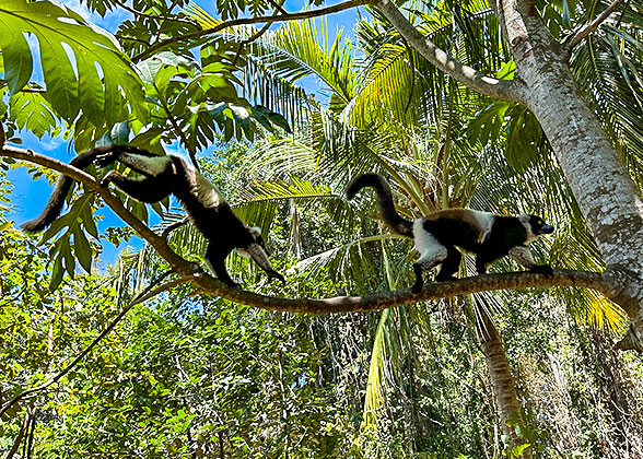Close contact with Lemurs during Madagascar holiday package