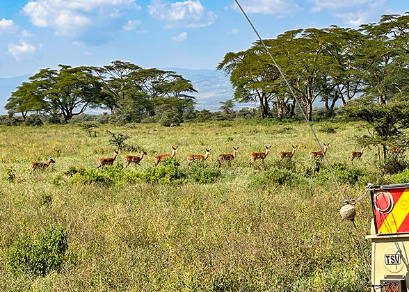 Atelopes in Mikumi National Park