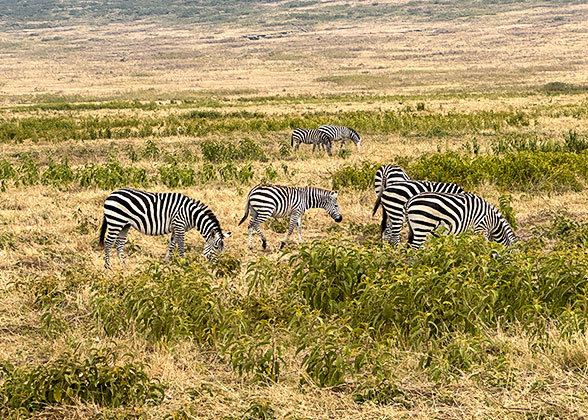 Zebras in the Reserve
