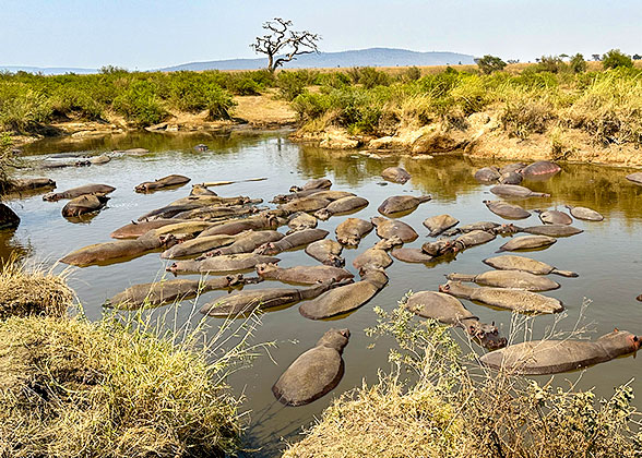 Hippos in Ruaha National Park