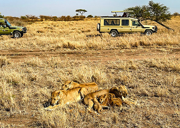 Lions in Serengeti National Park
