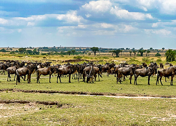 Wildebeest in the National Park