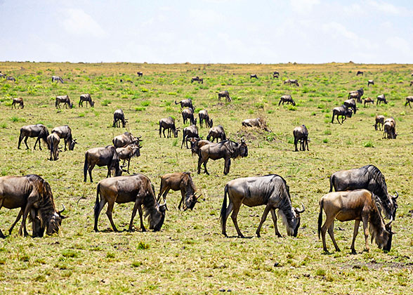 Wildebeests in Tarangire National Park Safari