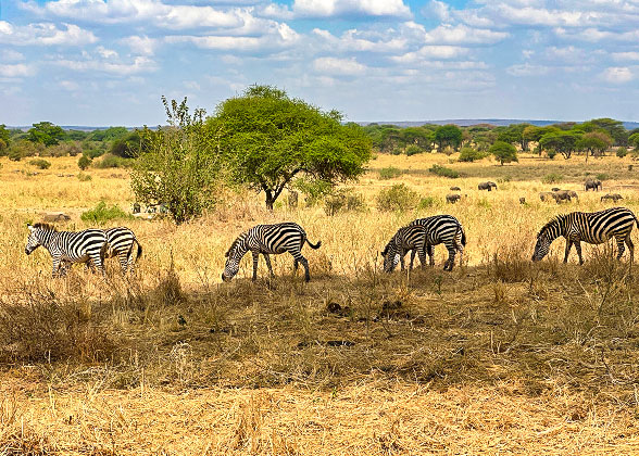 Zebras in the National Park