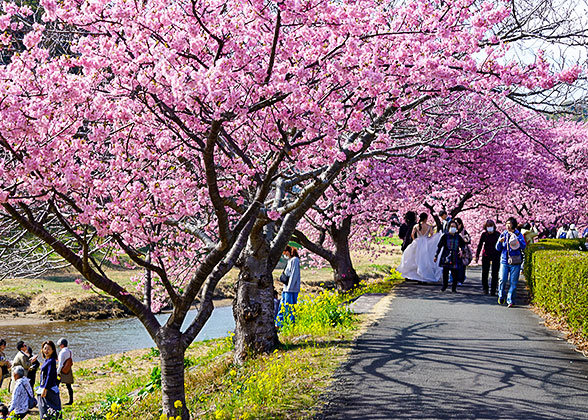 Cherry Blossom in Japan